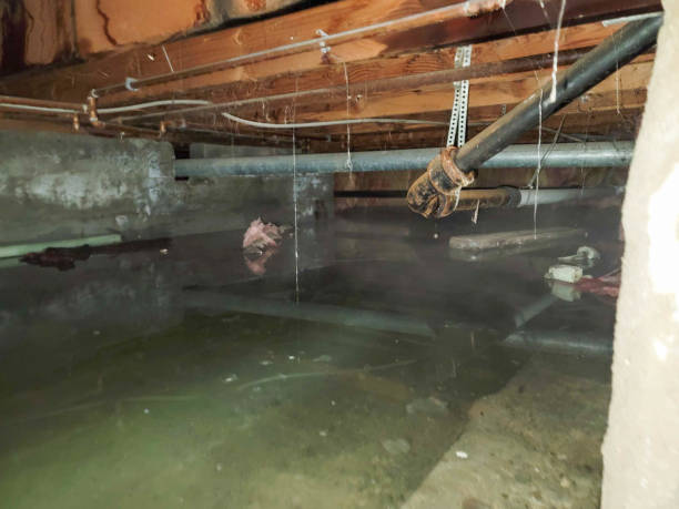 Best 24/7 water damage repair  in Lake Grove, NY